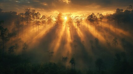 Fototapeta premium Sunbeams piercing through misty pine forest at sunrise.