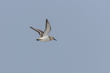 Sanderling (Calidris alba) flying over the beach on the East Frisian Island Juist, Germany.