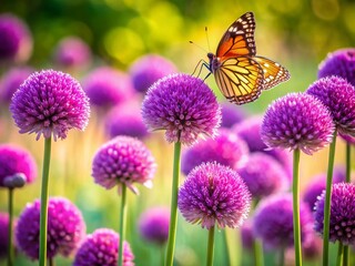 Obraz premium Purple Pompom Flowers Macro Photography with Butterfly