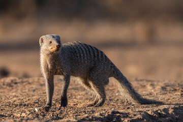 Banded Mongoose looking back, Botswana.