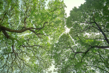Vibrant green leaves and tall trees from below, showcasing the perfect beauty of nature, copy space.