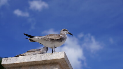 seagull on a post