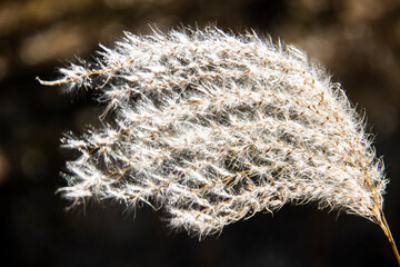 Reed, Winter, Autumn, Dandelion, Dreamy, Scenery, Void, Warm Colors, Transparent, Travel, Memories, Children, Childhood, Past