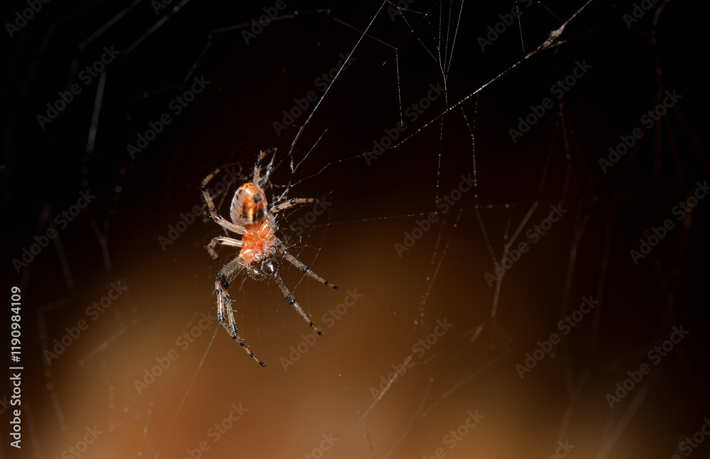 Wall mural little spider lurking in its web