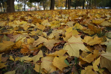 Fallen Autumn Leaves Covering the Ground