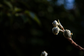 A certain flower, a certain grass, scenery, transparency, background
