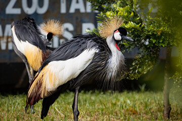 Portrait of the African Grey Crowned Crane in Taiping Zoo. The grey crowned crane (Balearica regulorum), also known as the African crowned crane is a bird in the crane family, Gruidae.