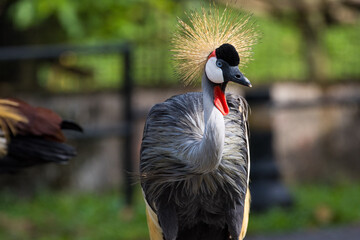 Portrait of the African Grey Crowned Crane in Taiping Zoo. The grey crowned crane (Balearica regulorum), also known as the African crowned crane is a bird in the crane family, Gruidae.