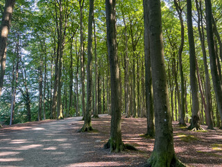 Idyllischer Waldweg am Kap Arkona auf Rügen – Natur pur