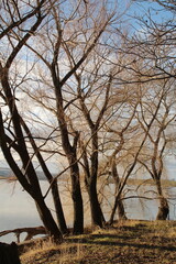 Trees in a field