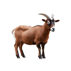 Majestic Brown Goat with Curved Horns on Transparent background