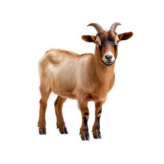 Fototapeta premium Adorable Brown Goat Isolated on White Background