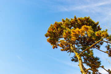 Big tree, blue sky, tourism, travel, vacation, background, nature