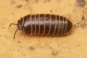 Closeup on a colorful Mediterranean milliped species, Glomeris marginata resembling a woodlouse