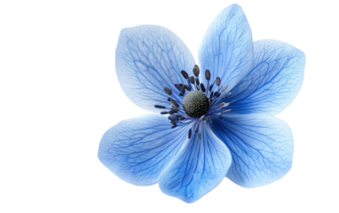Blue flower on transparent or white background,png