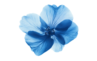 Blue flower on transparent or white background,png