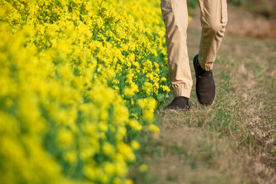Bangladesh Countryside: Man Walking by Mustard Flowers - Powered by Adobe