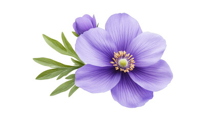 Obraz premium A vibrant purple flower with delicate petals and green leaves, showcasing a central cluster of yellow stamens.