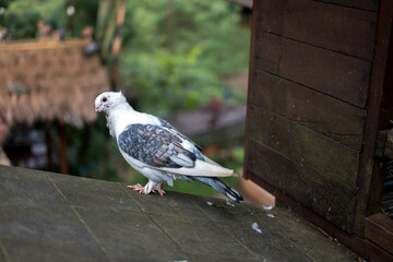 White pigeon with gray and black wing markings perched on a dark surface, blurred green and building background.