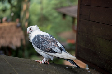 White pigeon with gray and black wing markings perched on a dark surface, blurred green and building background.