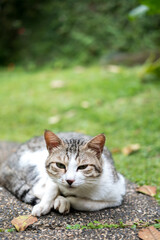 A tabby and white cat rests on a concrete path, with its eyes closed and paws tucked neatly beneath its body. A grassy slope and trees form a blurred background.