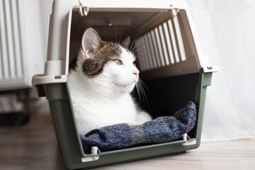 Close up of adorable tabby cat lies in a travel crate in room at home.