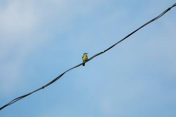 Blue tailed bee eater