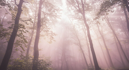 Naklejka premium A hazy, light-filled view of towering trees and dappled shadows 