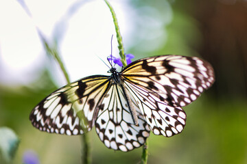 Leuconoe Idea