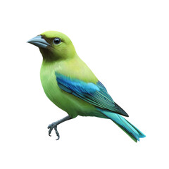 Obraz premium Vibrant Green and Blue Bird Isolated on Transparent background