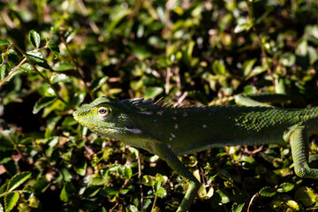 green lizard on a branch