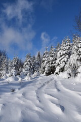 Obraz premium A snow-covered forest after the storm, Sainte-Apolline, Québec, Canada