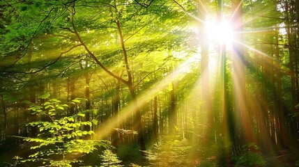 Obraz premium Enchanting Beauty of Sunlight in the Green Forest
