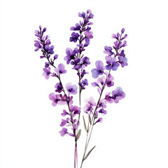 Beautiful watercolor illustration of lavender flowers in purple hues, showcasing delicate petals and stems. This artwork captures essence of nature tranquility and elegance