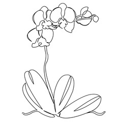 One continuous single drawing line art flat doodle orchid, decoration, plant, flower, floral, petal. Isolated image hand draw contour on a white background  © nasharaga