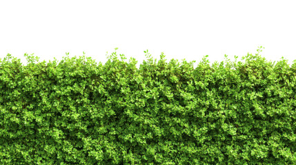 Obraz premium Green meadow transparent background