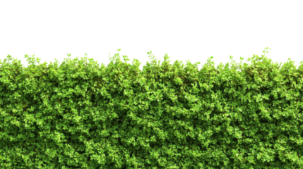 Green meadow transparent background