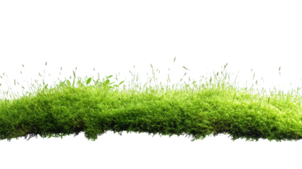 Green meadow transparent background