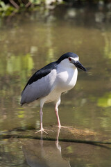 Black-crowned night heron portrait on a branch (Nycticorax nycticorax) in Taiping Lake Gardens.