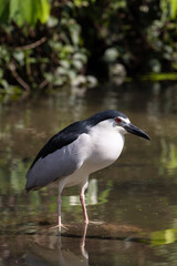 Close up Black-crowned night heron wading on the water (Nycticorax nycticorax) in Taiping Lake Gardens.