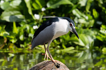Naklejka premium Close up Black-crowned night heron wading on the water (Nycticorax nycticorax) in Taiping Lake Gardens.