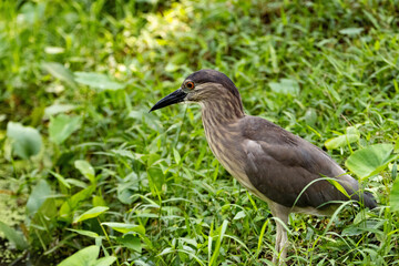 Close up Black-crowned night heron portrait (Nycticorax nycticorax) in Taiping Lake Gardens.