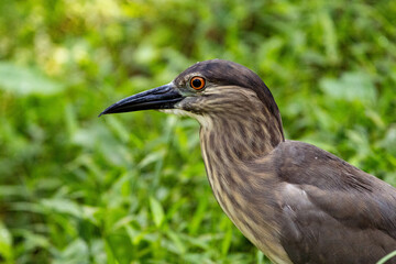 Close up Black-crowned night heron portrait (Nycticorax nycticorax) in Taiping Lake Gardens.