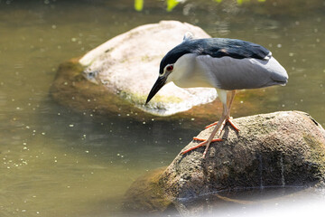 Close up Black-crowned night heron portrait (Nycticorax nycticorax) in Taiping Lake Gardens.