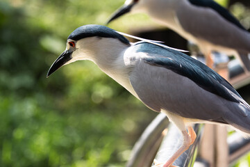 Close up Black-crowned night heron portrait (Nycticorax nycticorax) in Taiping Lake Gardens.
