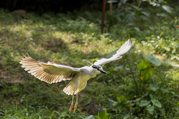 Black-crowned night heron bird flying (Nycticorax nycticorax) in Taiping Lake Gardens.
