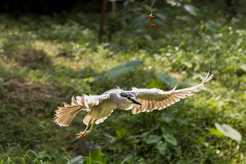 Black-crowned night heron bird flying (Nycticorax nycticorax) in Taiping Lake Gardens.