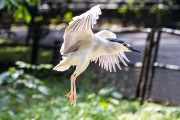 Black-crowned night heron bird flying (Nycticorax nycticorax) in Taiping Lake Gardens.