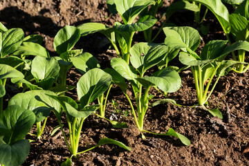 mustard green garden