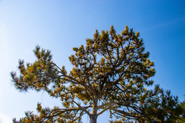 Pine Trees and Blue Sky, Tourism, Background, Materials